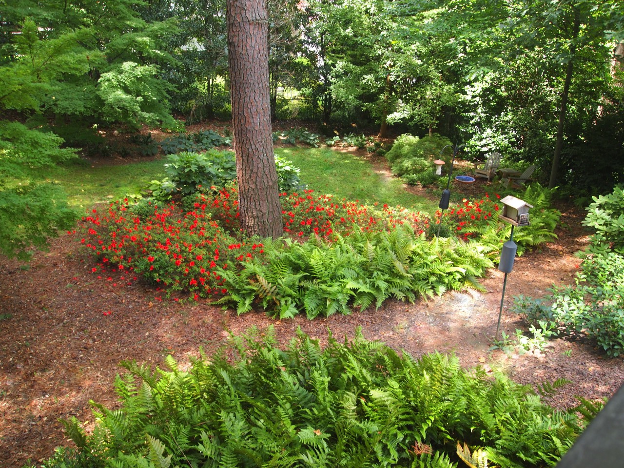 Shady woodlands native plants attract wildlife